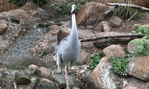 Sarus Crane